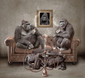 Affen rauchen Shisha mit Selbstzünder Kohle